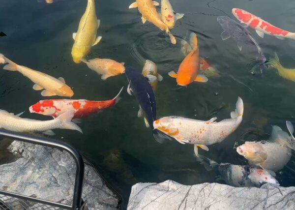 愛媛県西条市の癒しスポット！「りんりんパークー」でジャンボ錦鯉にエサやり体験してきました♪
