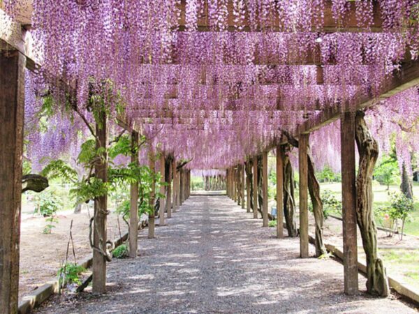 愛媛県今治市大三島町で開催された藤まつりに行ってきました
